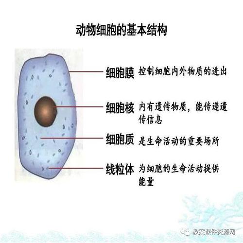 初一生物人教版七年级上册213动物细胞电子课本教学视频图文解读同步