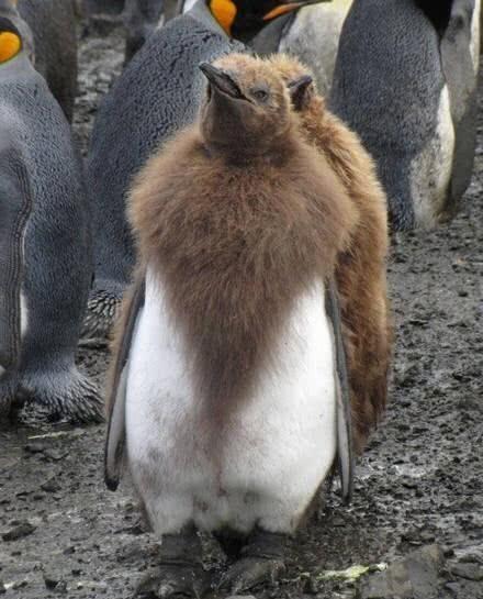 企鹅换毛换毛时候的样子辣眼睛