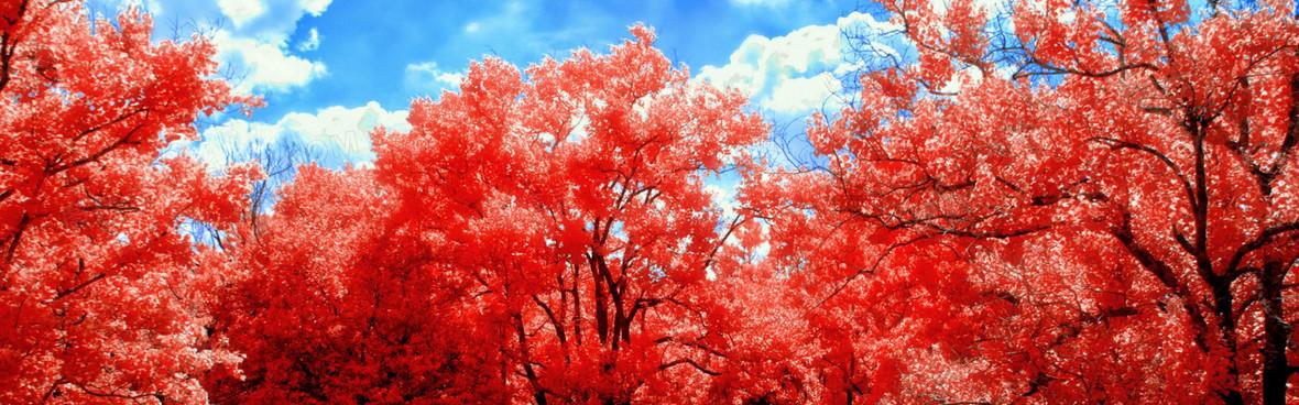 红树banner创意设计背景图片下载_1920x546像素jpg格式_编号1lwfdrwdv