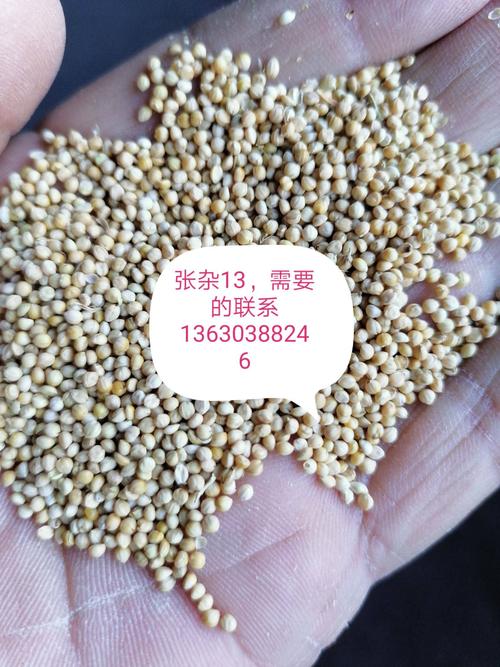 张杂谷13号小米吉林谷子
