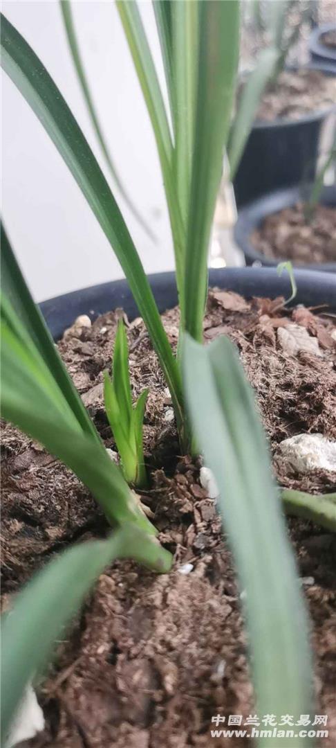 送春新芽对比