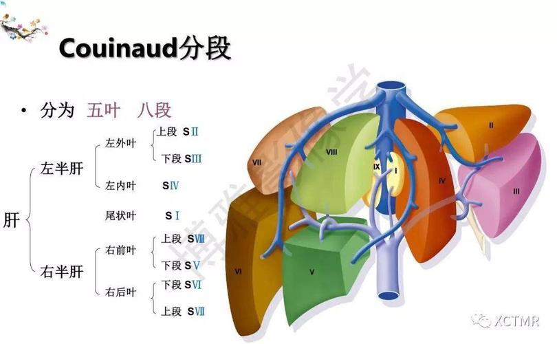 收藏丨肝脏分叶分段的影像解剖