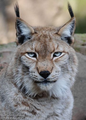iberian lynx