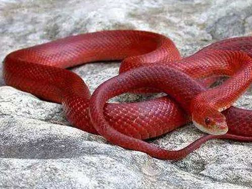 老人欲打死怀孕红蛇红蛇却开口说话愿报答老人村子却被水淹