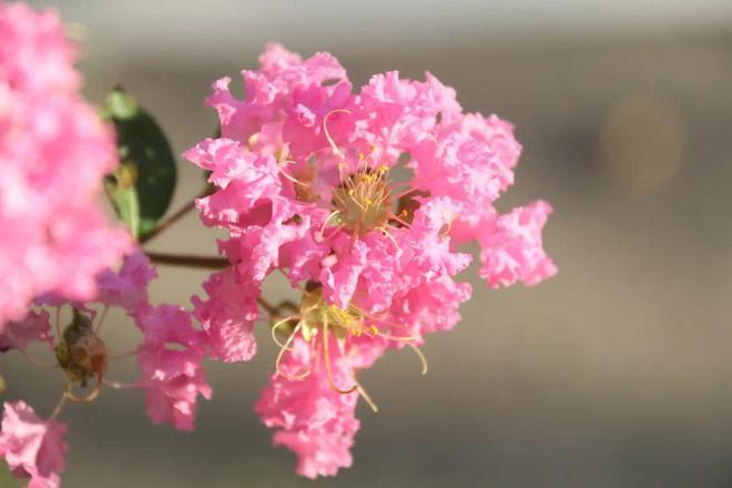 盛夏钦城紫薇艳,一起来观赏市花吧!|钦州|钦州市|旅游局_网易订阅