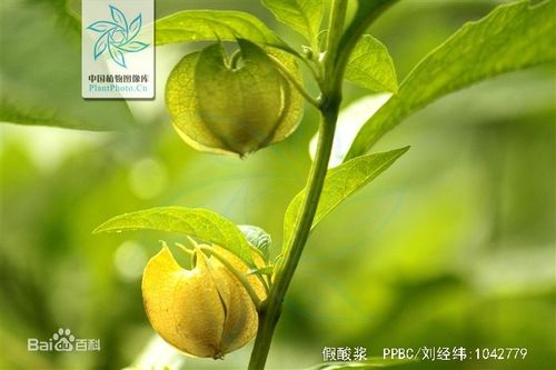 云南野生木瓜籽手搓冰粉籽凉粉籽做木瓜水原料烧烤必备送石灰