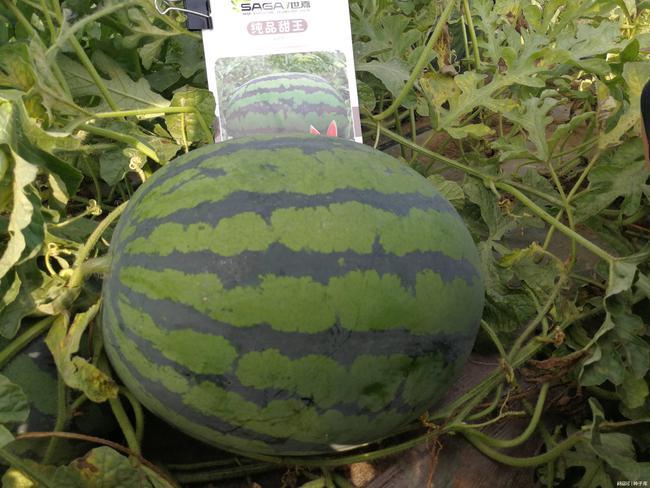 甜王西瓜种子价格比较混乱,因各公司均有甜王西瓜品种,所以质量和价格