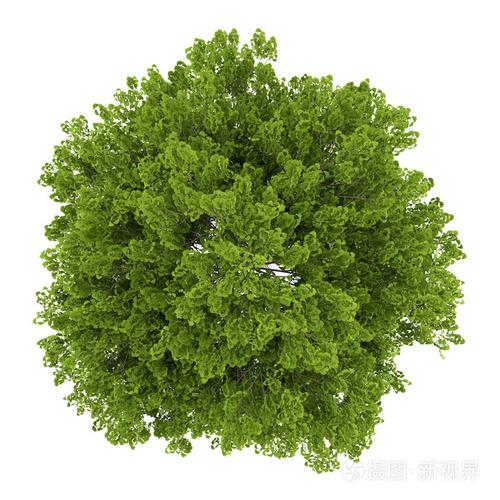 顶视图的分离在白色背景上的孔雀草树