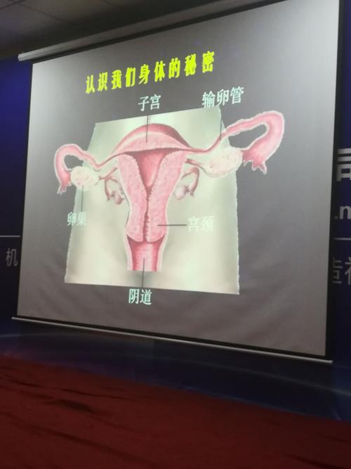 这么我们女性子宫的结构图.