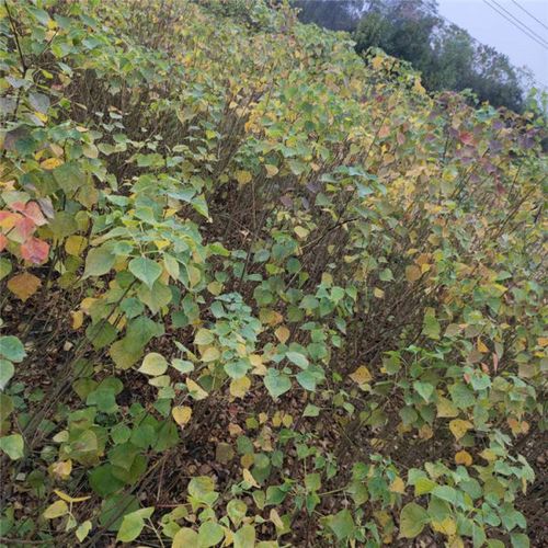 高100公分乌桕树苗 地径1公分乌桕小苗 造林小苗