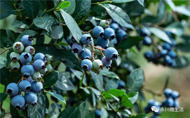 199元抢购五间生态蓝莓园一大一小采摘票299抢购两大两小采摘票入园任