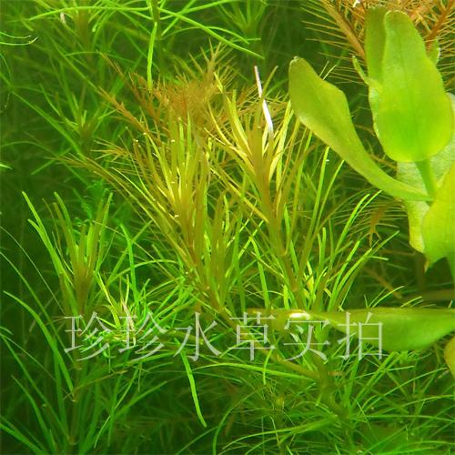 很易种的一种水草,叶子优美.100%自家生产.