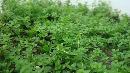 临沂42岁农民,乙肝转阴,老中医:一株"草"救了你