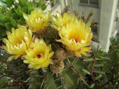 仙人球名品介绍之"狮子王球"