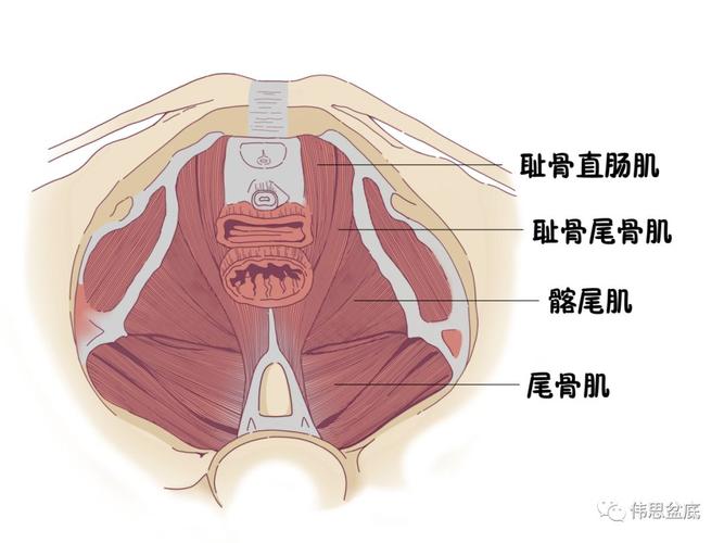 盆底肌有多重要,你应该知道