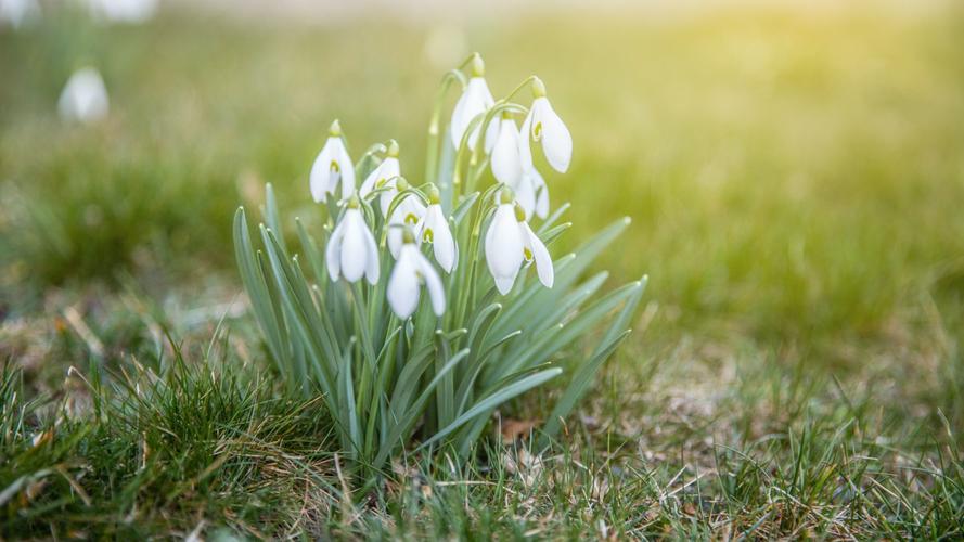 高清雪滴花图片(1/10)
