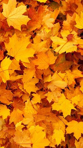 金色的枫叶h5背景