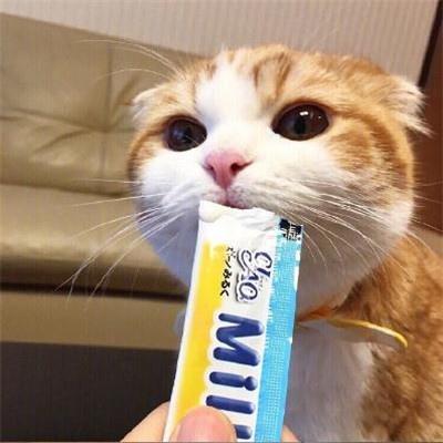 qq个性头像男生抱猫咪系列 可爱萌萌哒猫咪头像男生版