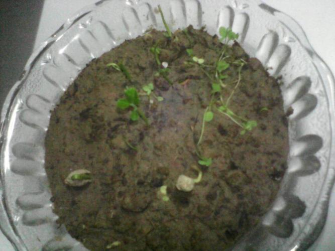 额 我想问下 这是我之前买的樱花种子 然后发芽了 现在看他长得很像