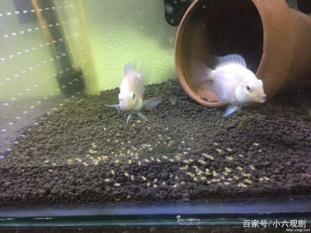 白金迷你鹦鹉鱼