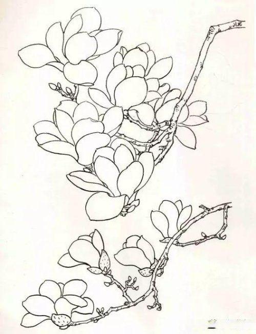 工笔玉兰画法示范讲解|花瓣|玉兰花|紫玉兰|花蕊_网易