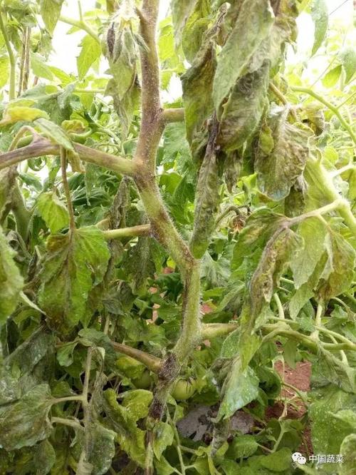 灰霉病,晚疫病,霜霉病