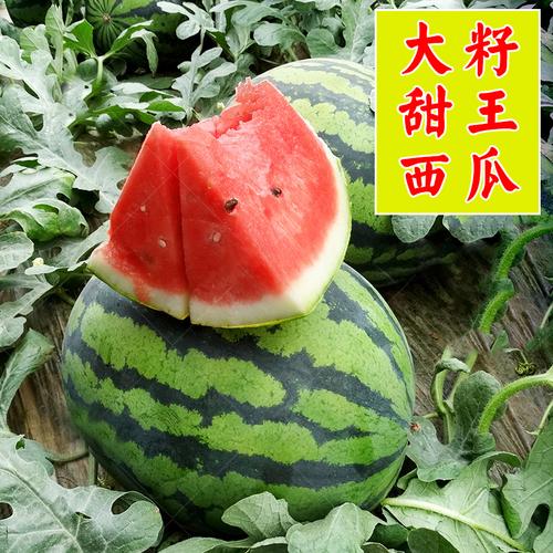 大籽甜王西瓜种子超甜特大大红大西瓜种籽高产家庭