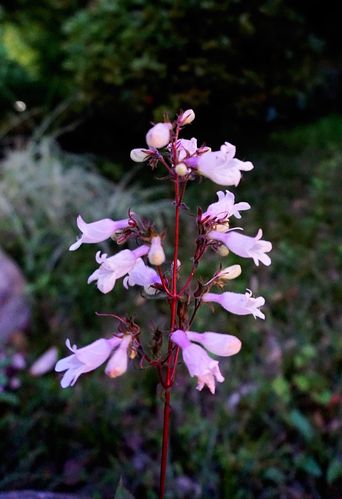 首发毛地黄钓钟柳