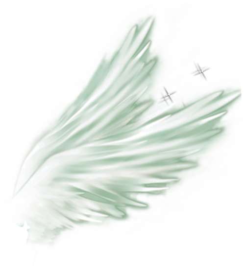 侧面翅膀图片大全