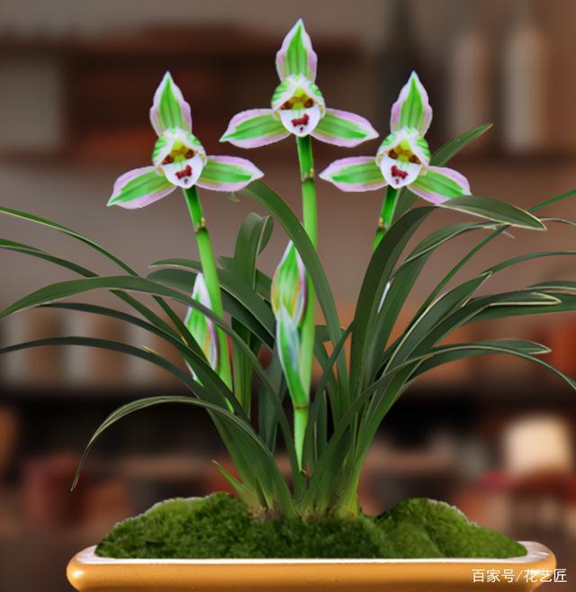 复色兰花"帝王妃",花开双色,花香浓郁,开花后自带仙气