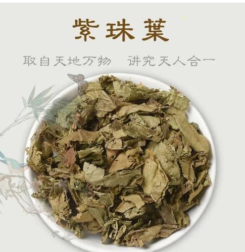中药古今研究:紫珠叶