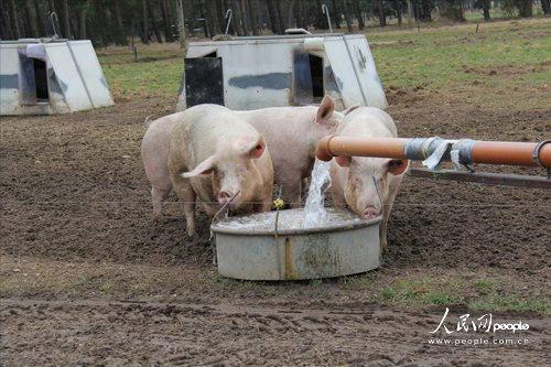 给猪喂水