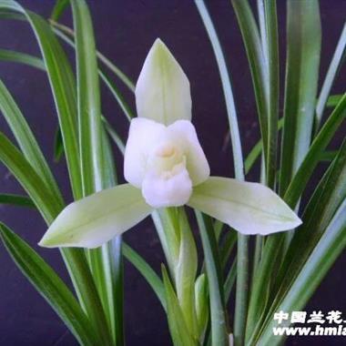春兰白雪冰心3苗1花苞1芽包邮韵达255