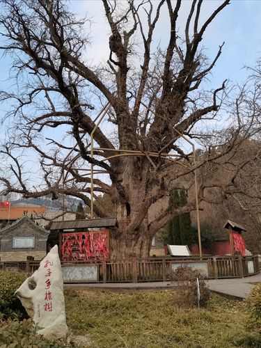 安山寺寺院内银杏树为一雄一雌,当地俗称"夫妻树,许愿树",祈福纳祥