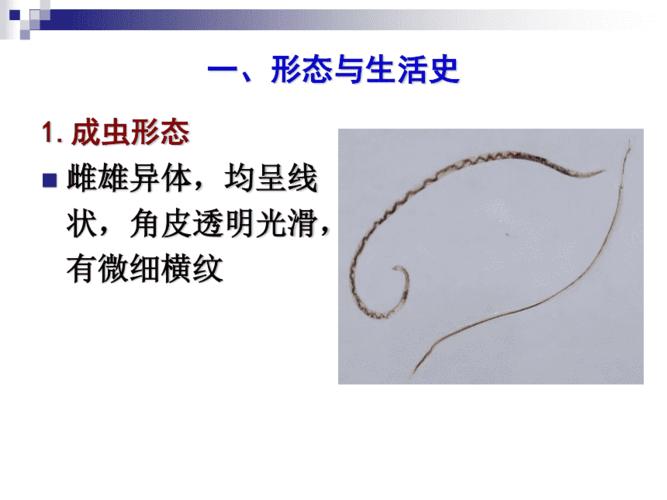 临床寄生虫检验本科第五章神经系统寄生虫广州管圆线虫 ppt