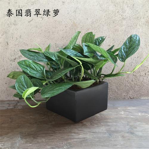 客厅绿萝小盆栽 泰国进口品种 翡翠绿萝满额包邮