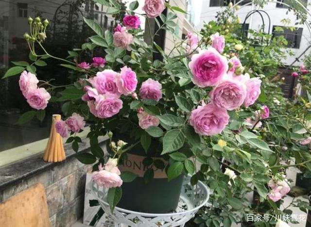 2021年养过的10款月季皮实好养开花美你最喜欢哪种