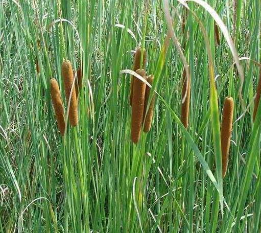 农村这种植物浑身是宝,被称为"水蜡烛",应用很广泛!