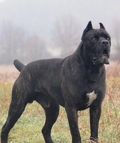 纯种卡斯罗幼犬多少钱一只
