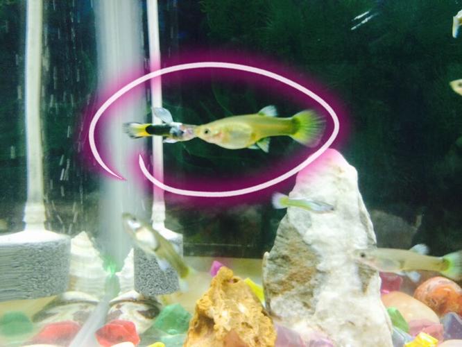 这条母孔雀鱼是不是怀孕了?总是有雄鱼追它!
