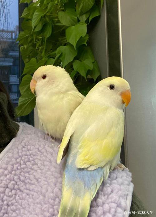 牡丹鹦鹉美图欣赏