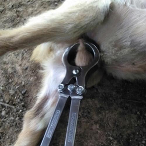 公羊去势煽羊羊钳钳阉阉割公羊阉割碳钢无血多多畜牧器械