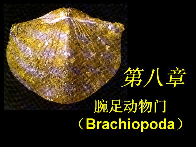 第八篇 腕足动物门(brachiopoda).ppt