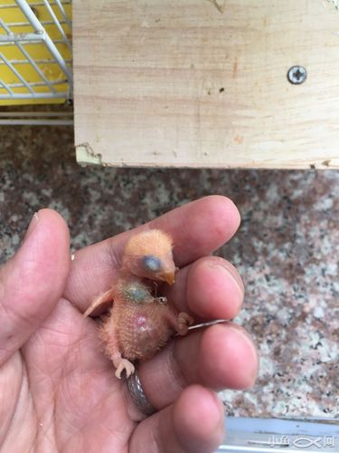 出一只棕头牡丹鹦鹉50元自提哦