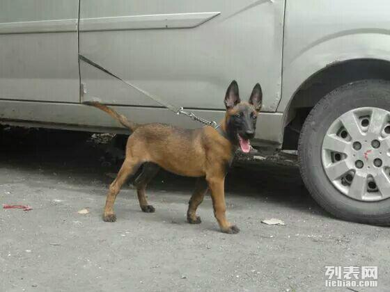 马犬图片马犬训练视频杜高.商品大图