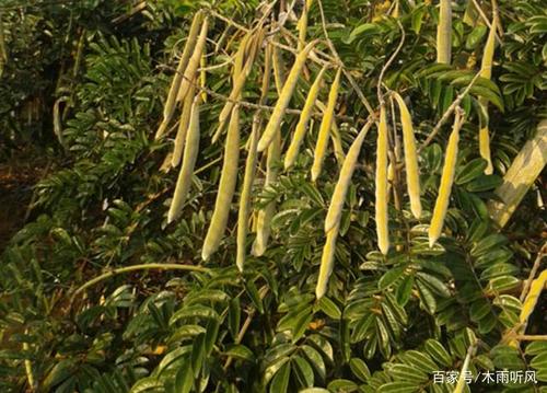 怎样种植牛大力,需要注意哪些?