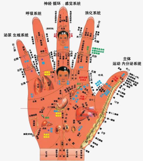 关键词 : 穴位图,手部,免费素材,经络图