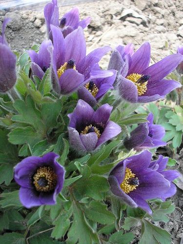 然后是满头白发,像个白发的老头,因此得名白头翁,也是中药名