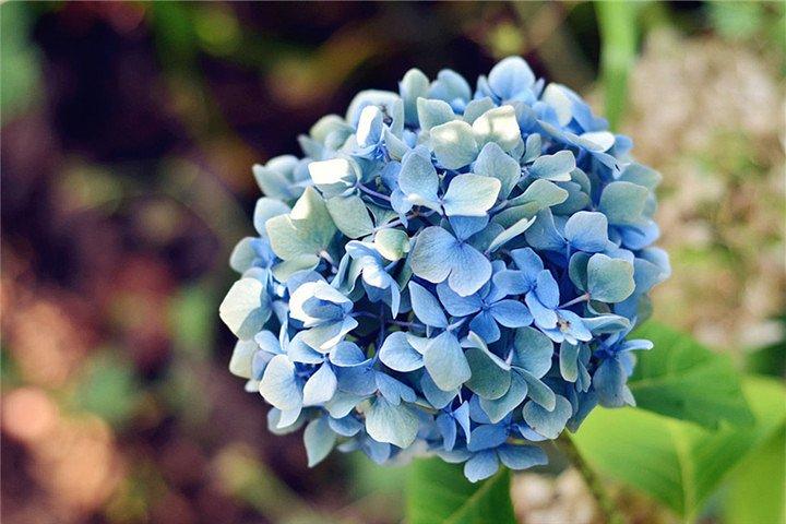 美如画的春季,来到绣球公园,欣赏烂漫开放的绣球花,美丽而动人,心情