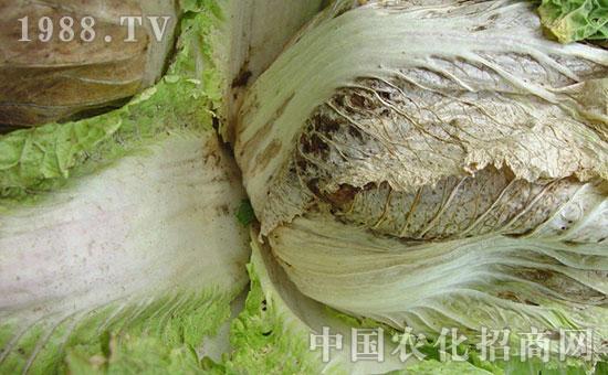 大白菜出现腐烂,怎样解决?